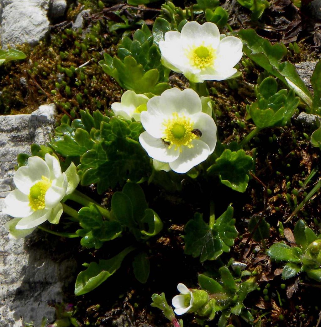 Ranunculus bilobus?  No, Ranunculs alpestris